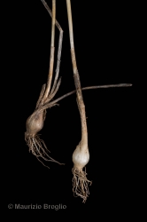 Immagine 5 di 7 - Allium oporinanthum Brullo, Pavone & Salmeri