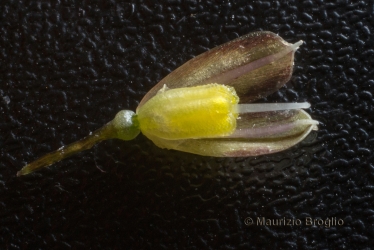 Immagine 6 di 7 - Allium oporinanthum Brullo, Pavone & Salmeri
