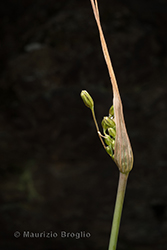 Immagine 7 di 7 - Allium oporinanthum Brullo, Pavone & Salmeri