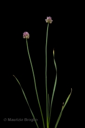 Immagine 1 di 5 - Allium strictum Schrader