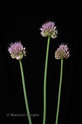 Immagine 2 di 5 - Allium strictum Schrader