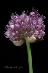 Immagine 4 di 5 - Allium strictum Schrader