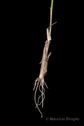 Immagine 5 di 5 - Allium strictum Schrader