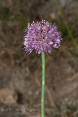 Allium strictum Schrader