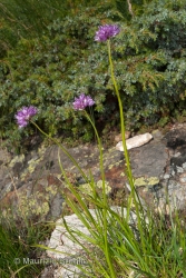 Immagine 1 di 5 - Allium lusitanicum Lam.
