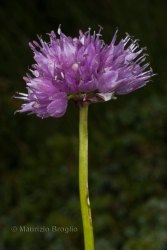 Immagine 4 di 5 - Allium lusitanicum Lam.
