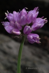 Immagine 5 di 5 - Allium lusitanicum Lam.