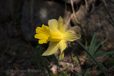 Immagine 2 di 8 - Narcissus pseudonarcissus L.