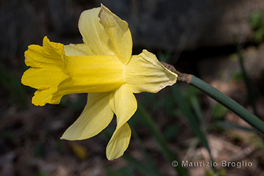Immagine 3 di 8 - Narcissus pseudonarcissus L.