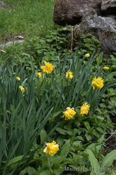Immagine 5 di 8 - Narcissus pseudonarcissus L.