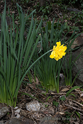 Immagine 6 di 8 - Narcissus pseudonarcissus L.