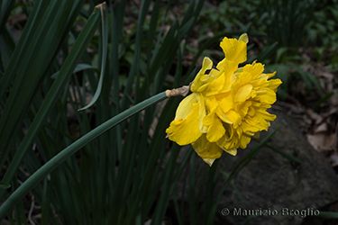Immagine 7 di 8 - Narcissus pseudonarcissus L.