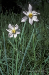 Immagine 1 di 7 - Narcissus poëticus L.