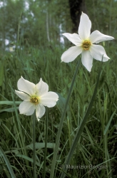 Immagine 2 di 7 - Narcissus poëticus L.