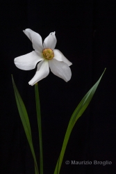 Immagine 3 di 7 - Narcissus poëticus L.