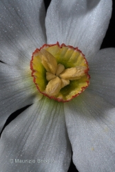 Immagine 5 di 7 - Narcissus poëticus L.