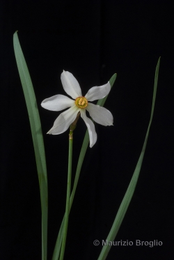 Narcissus poëticus L.