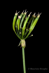 Immagine 5 di 5 - Chaerophyllum villarsii W.D.J. Koch