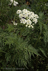 Immagine 4 di 9 - Chaerophyllum aureum L.