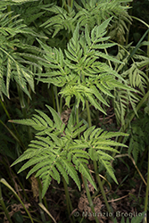Immagine 7 di 9 - Chaerophyllum aureum L.