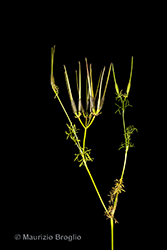 Immagine 3 di 7 - Scandix pecten-veneris L.