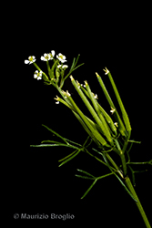Immagine 5 di 7 - Scandix pecten-veneris L.