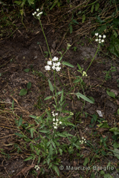 Immagine 1 di 9 - Torilis japonica (Houtt.) DC.