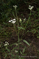 Immagine 2 di 9 - Torilis japonica (Houtt.) DC.