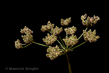 Immagine 8 di 9 - Torilis japonica (Houtt.) DC.