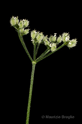 Immagine 10 di 12 - Torilis arvensis (Huds.) Link