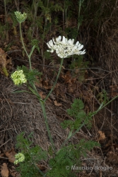Immagine 2 di 6 - Orlaya grandiflora (L.) Hoffm.
