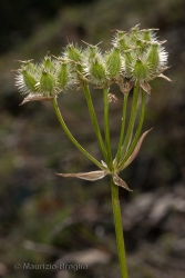 Immagine 6 di 6 - Orlaya grandiflora (L.) Hoffm.