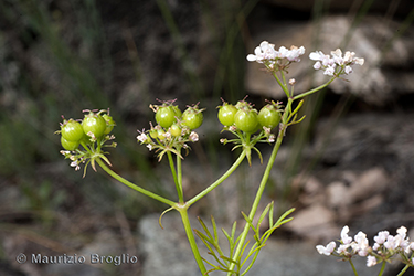 Immagine 6 di 7 - Coriandrum sativum L.