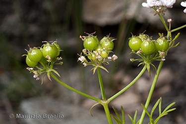 Immagine 7 di 7 - Coriandrum sativum L.