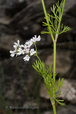 Coriandrum sativum L.