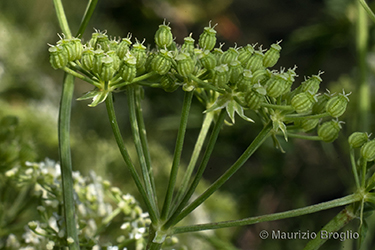 Immagine 7 di 10 - Conium maculatum L.