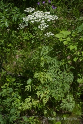 Immagine 2 di 2 - Pleurospermum austriacum (L.) Hoffm.