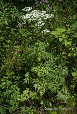 Pleurospermum austriacum (L.) Hoffm.