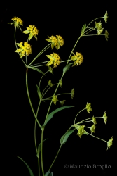 Immagine 5 di 5 - Bupleurum ranunculoides L.