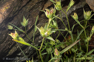 Immagine 4 di 9 - Bupleurum baldense Turra