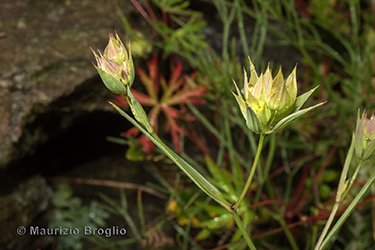 Immagine 5 di 9 - Bupleurum baldense Turra