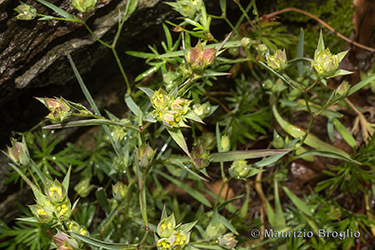 Immagine 6 di 9 - Bupleurum baldense Turra