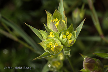 Immagine 7 di 9 - Bupleurum baldense Turra