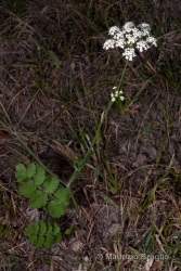 Immagine 2 di 4 - Pimpinella saxifraga L.