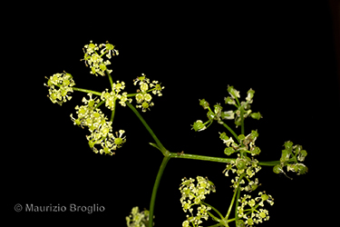 Immagine 6 di 9 - Trochiscanthes nodiflora (All.) W.D.J. Koch