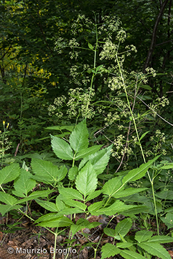 Trochiscanthes nodiflora (All.) W.D.J. Koch