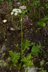 Immagine 1 di 8 - Mutellina adonidifolia (J. Gay) Gutermann