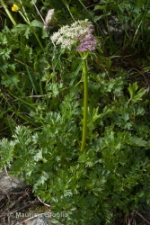 Immagine 3 di 8 - Mutellina adonidifolia (J. Gay) Gutermann