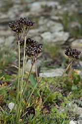 Immagine 7 di 8 - Mutellina adonidifolia (J. Gay) Gutermann