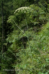 Immagine 2 di 7 - Laserpitium latifolium L.